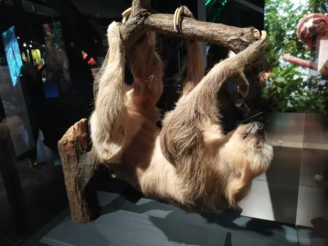 Ein Faultier der Südamerikanischen Urwälder.
Einst gab es auch Riesenfaultiere als Teil der Megafauna.
Bild eines Präparates aus der Ausstellung