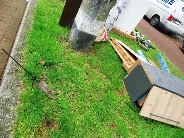 Sperrmüll (Teilansicht) in der Innenstadt Wesel, Beguinenstraße auf begrünten Straßenmittelstreifen. Links im Bild (siehe Pfeilspitze) tote Ratte.
Sachstand: So., 17.05.2026, 16:37 Uhr | Foto: Siegmund Walter, 17.05.2026, 16:37 Uhr
