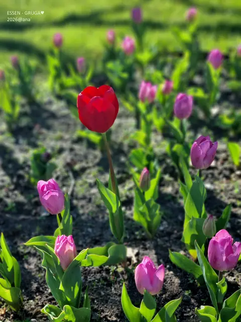 ROTE Einzelgängerin´