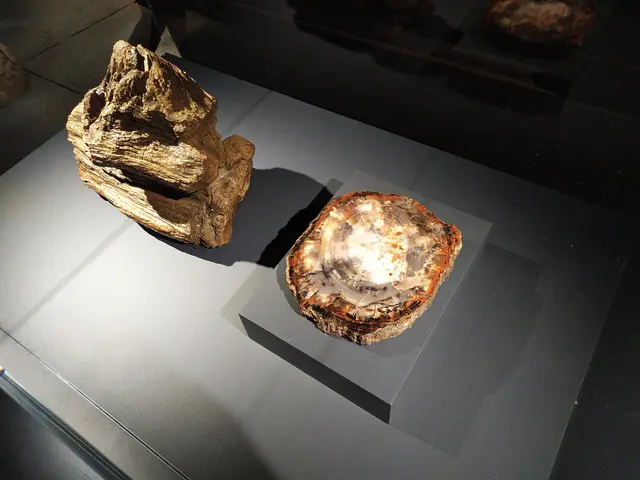 Querschnitt durch einen versteinerten Baum
