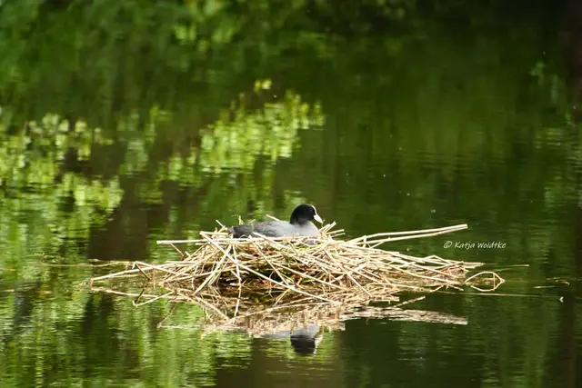 Parks und Gärten in Niedersachsen (Foto: Katja Woidtke)

Pure Entspannung im sanierten Stadtpark Langenhagen | Foto: Katja Woidtke