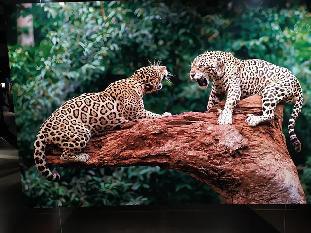 Wilde Begegnung im Tropenwald Südamerikas - Zwei Jaguare | Foto: Abbildung eines Bildes aus der Ausstellung
