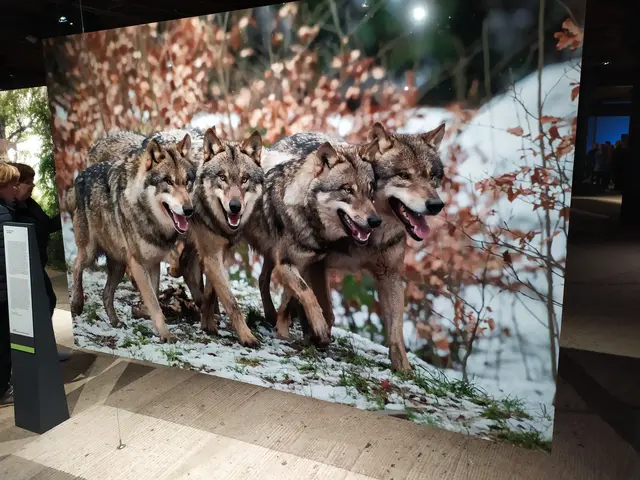 Der Wolf bildet eine zentrale Gestalt des Deutschen Mythos vom Wald
 | Foto: Abbildung eines Bildes aus der Ausstellung.
