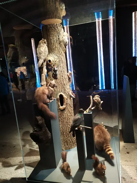 Ein hohler Baum und seine Untermieter
Abbildung von Präparaten der Ausstellung
