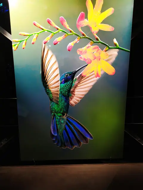 Kolibri an der "Tankstelle"
Die winzigen Flieger trinken Nektar aus Blüten. Nicht selten sind besondere Pflanzen und Vögel aufeinander spezialisiert - eine perfekte Symbiose | Foto: Abbildung eines Bildes aus der Ausstellung