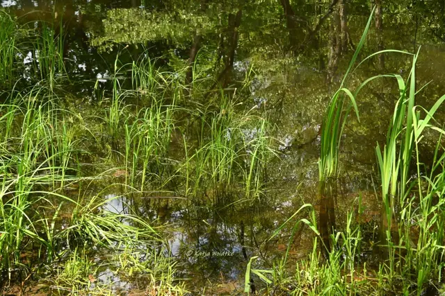 Parks und Gärten in Niedersachsen (Foto: Katja Woidtke)

Pure Entspannung im sanierten Stadtpark Langenhagen | Foto: Katja Woidtke