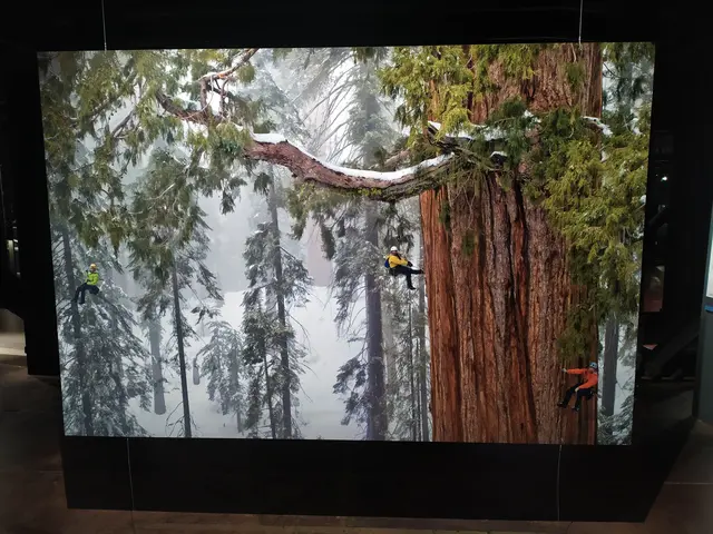 Giganten der Wälder - Küstenmammutbäume und Kletterer | Foto: Abbildung eines Bildes aus der Ausstellung