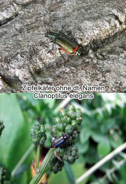Zipfelkäfer ohne dt. Namen (Clanoptilus elegans) Guillaume-Antoine Olivier 1790
Ordnung: Coleoptera (Käfer)
Familie: Cantharidae (Weichkäfer)
Gattung: Clanoptilus
Art: Clanoptilus elegans | Foto: GvMeegen