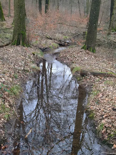 Duisburger Wald | Foto: Astrid Günther