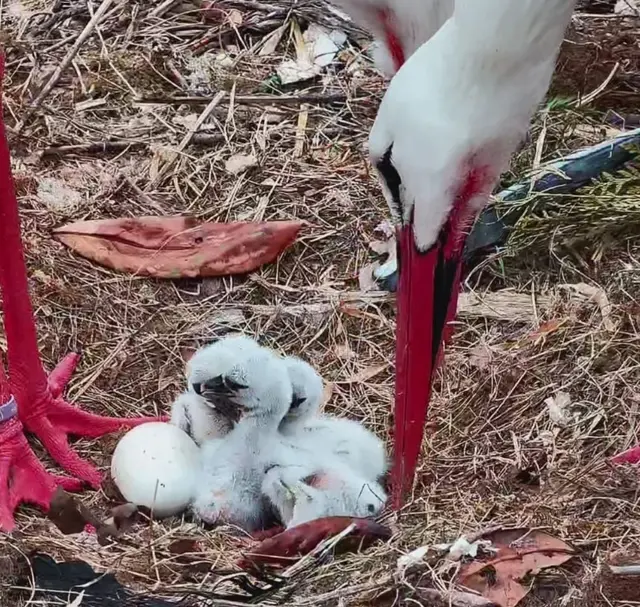 Weißstorchpaar im Storcherlebnispark Wattenscheid | Foto: Foto:Tierpark Bochum