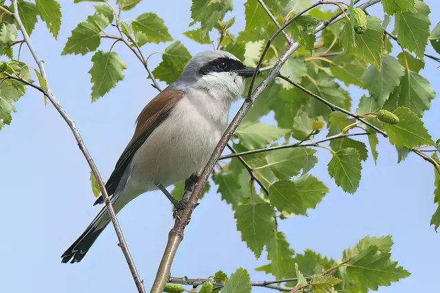 Foto: Copyright Andreas Schäfer