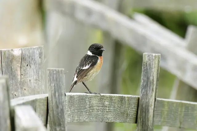 Schwarzkehlchen ( Männchen ) | Foto: Copyright Andreas Schäfer