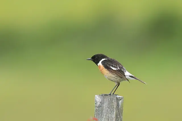 Schwarzkehlchen ( Männchen ) | Foto: Copyright Andreas Schäfer