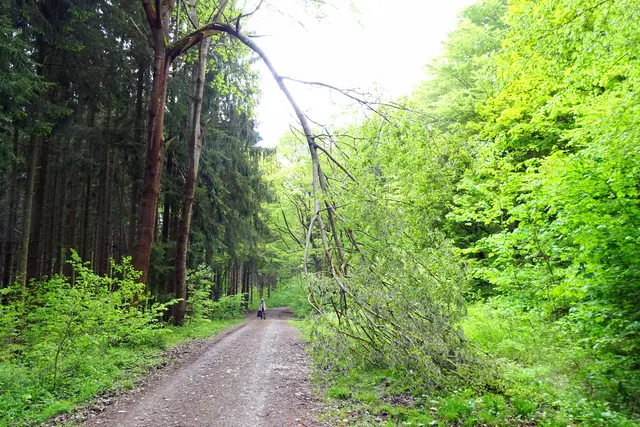abgebrochener Ast auf dem Bärweg