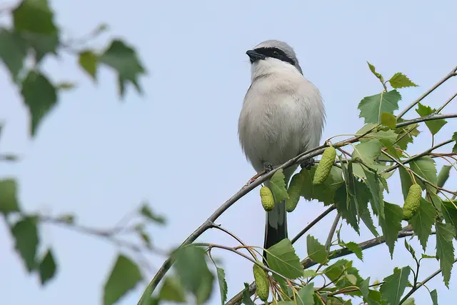 Foto: Copyright Andreas Schäfer