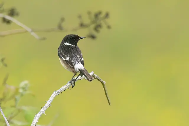 Schwarzkehlchen ( Männchen ) | Foto: Copyright Andreas Schäfer