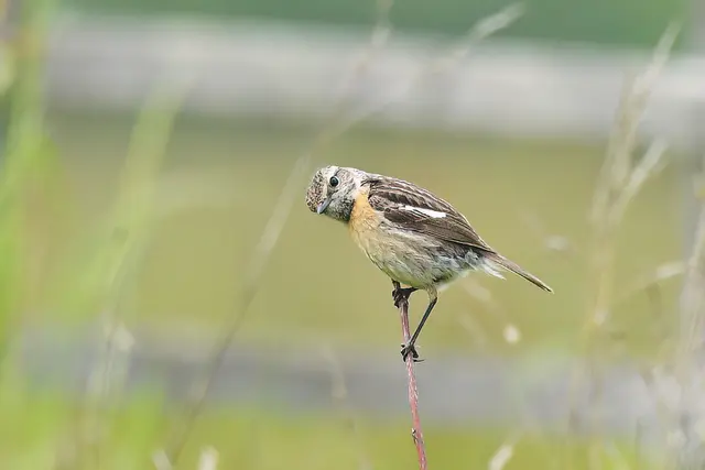 Schwarzkehlchen ( Weibchen ) | Foto: Copyright Andreas Schäfer