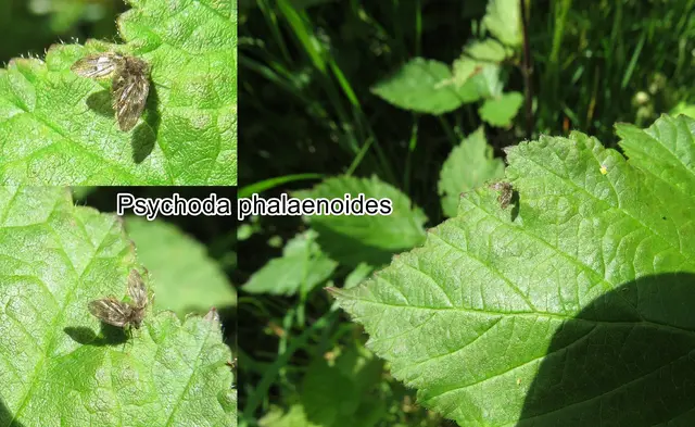 (odtN) Psychoda phalaenoides  Carl von Linné 1758
Ordnung:	Zweiflügler (Diptera)
Unterordnung:	Mücken (Nematocera)
Familie:	Psychodidae
Gattung:	Psychoda
Art:	Psychoda phalaenoides 
