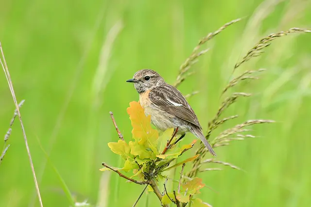 Schwarzkehlchen ( Weibchen ) | Foto: Copyright Andreas Schäfer