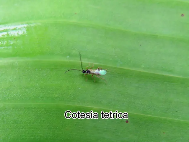 (odtN) Cotesia tetrica
Ordnung:	Hautflügler (Hymenoptera)
Überfamilie:	Schlupfwespenartige (Ichneumonoidea)
Familie:	Brackwespen (Braconidae)
Unterfamilie:	Mikrogastrinae
Gattung:	Cotesia
Art: Cotesia tetrica