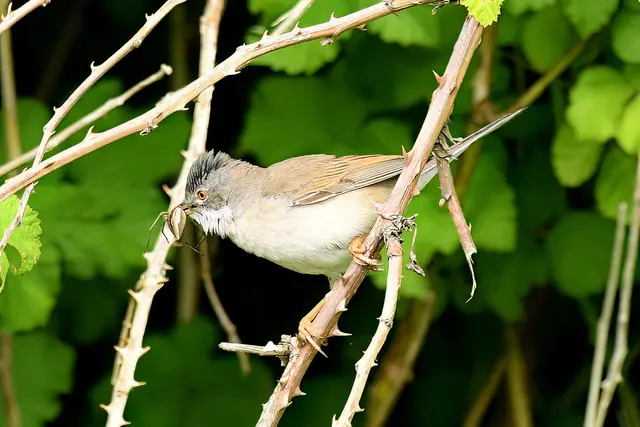 Foto: Copyright Andreas Schäfer