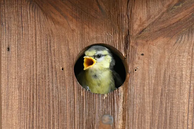  Wochen später - "Ich habe Hunger", scheint der Nachwuchs zu schreien ...
