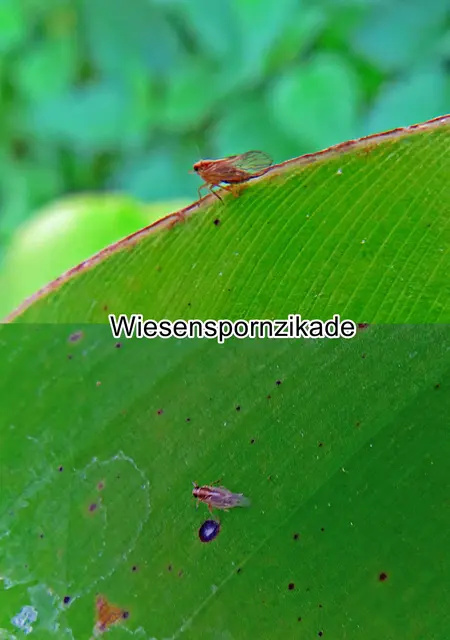 Wiesenspornzikade (Javesella pellucida) Johan Christian Fabricius 1794
Ordnung:	Schnabelkerfe (Hemiptera)
ohne Rang:	Zikaden (Auchenorrhyncha)
Unterordnung:	Spitzkopfzikaden (Fulgoromorpha)
Familie :	Spornzikaden (Delphacidae)
Gattung:	Javesella
Art:	Wiesenspornzikade