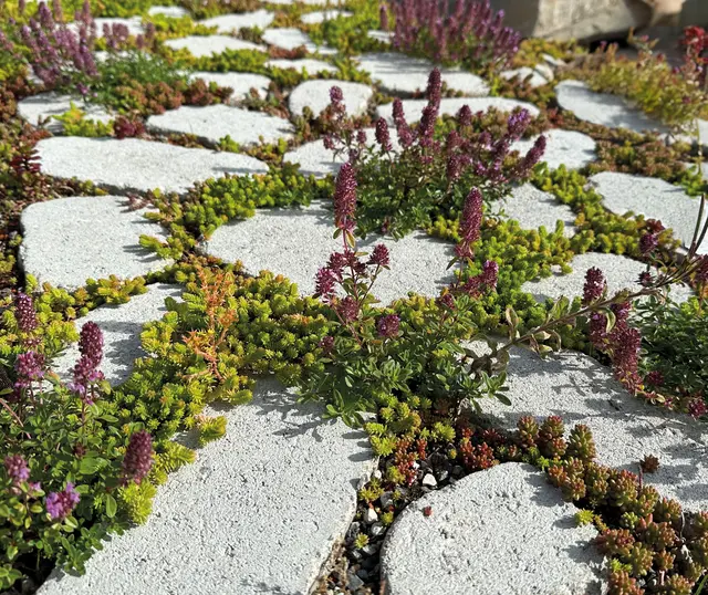 Fugen sind mehr als Lückenfüller: Bepflanzt verbessern sie das Kleinklima, nehmen CO2 auf und schaffen Lebensraum für Insekten, Bienen und Kleintiere. | Foto: DJD/braun-steine