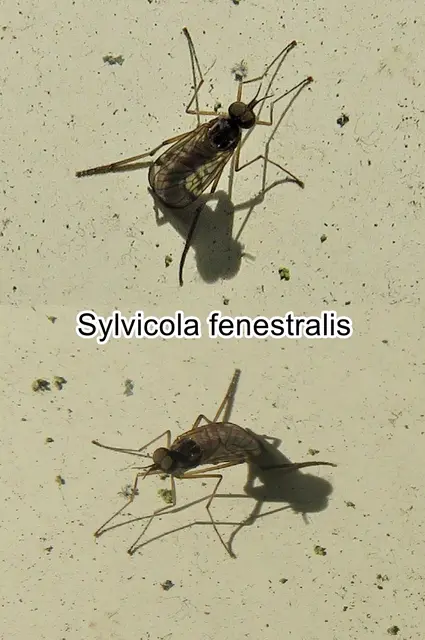 (odtN) Sylvicola fenestralis  Conte Giovanni Antonio Scopoli 1763
Ordnung:	Zweiflügler (Diptera)
Unterordnung:	Mücken (Nematocera)
Familie:	Fenstermücken (Anisopodidae)
Gattung:	Sylvicola
Art:	Sylvicola fenestralis