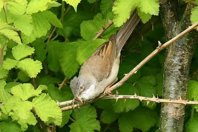 Foto: Copyright Andreas Schäfer