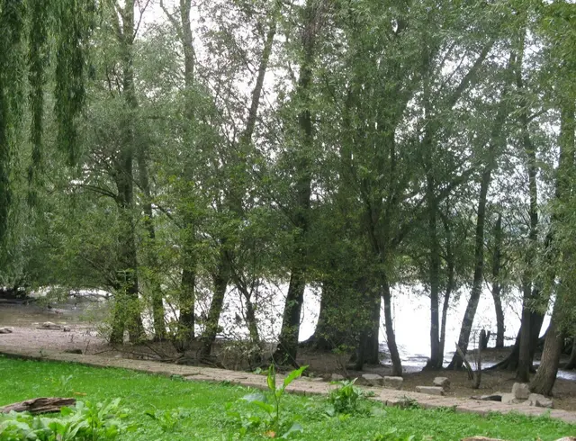 Die Rheinauen bei Ingelheim | Foto: Astrid Günther