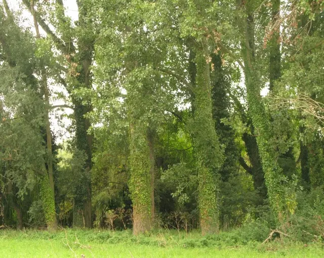 Die Rheinauen bei Ingelheim | Foto: Astrid Günther
