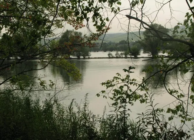 Die Rheinauen bei Ingelheim | Foto: Astrid Günther