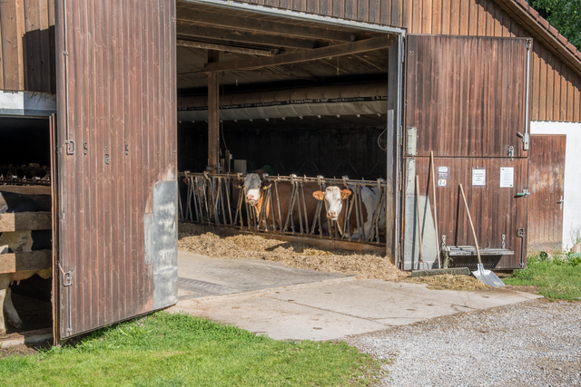 Wundermilche Eismannsberg: In den Stallungen leben 60 Milchkühe | Foto: FSeventfoto