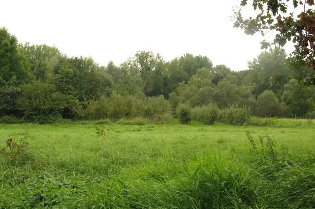 Die Rheinauen bei Ingelheim | Foto: Astrid Günther