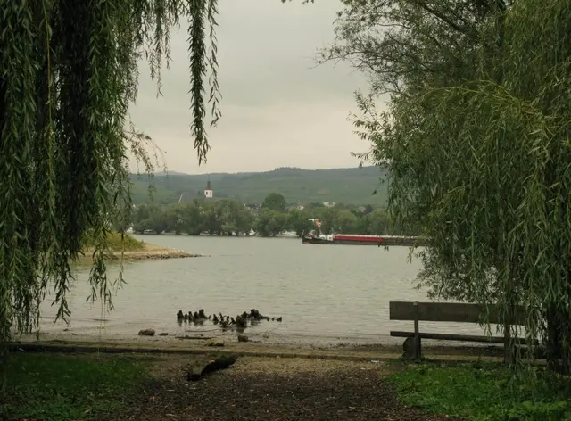 Die Rheinauen bei Ingelheim | Foto: Astrid Günther
