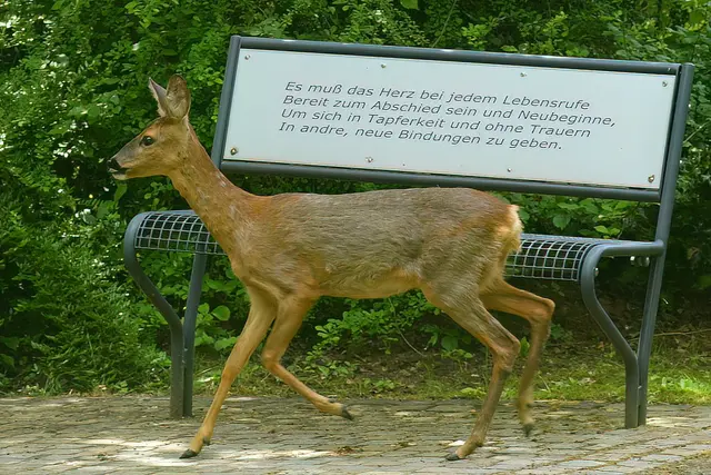 Foto: Copyright Andreas Schäfer