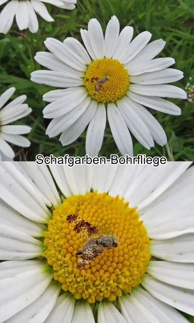 Schafgarben-Bohrfliege (Oxyna flavipennis) Friedrich Hermann Loew 1844
Ordnung:	Zweiflügler (Diptera)
Unterordnung:	Fliegen (Brachycera)
Familie: Frucht-Bohrfliegen (Tephritidae)
Gattung:	Oxyna
Art: Schafgarben-Bohrfliege | Foto: GvMeegen