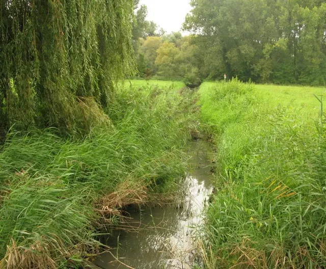 Die Rheinauen bei Ingelheim | Foto: Astrid Günther