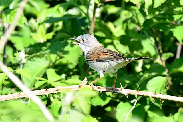 Dorngrasmücke ( Männchen ) | Foto: Copyright Andreas Schäfer