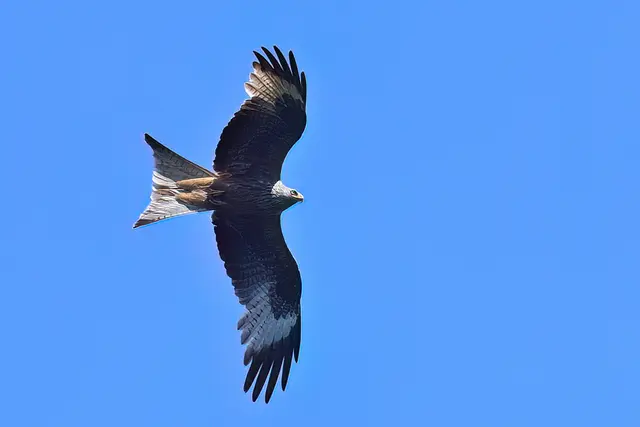 Foto: Copyright Andreas Schäfer