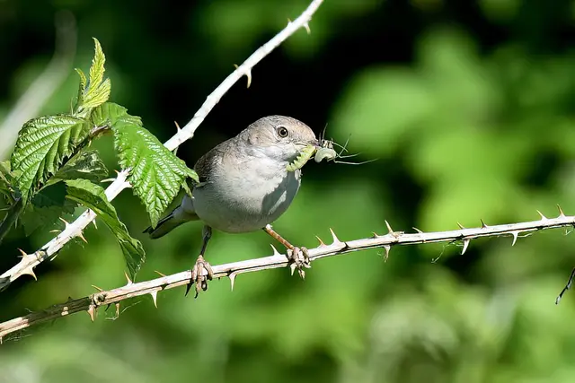 Dorngrasmücke ( Weibchen ) | Foto: Copyright Andreas Schäfer