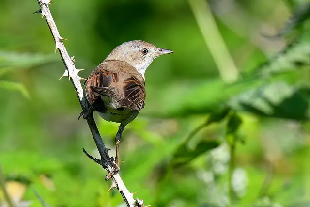 Dorngrasmücke ( Männchen ) | Foto: Copyright Andreas Schäfer