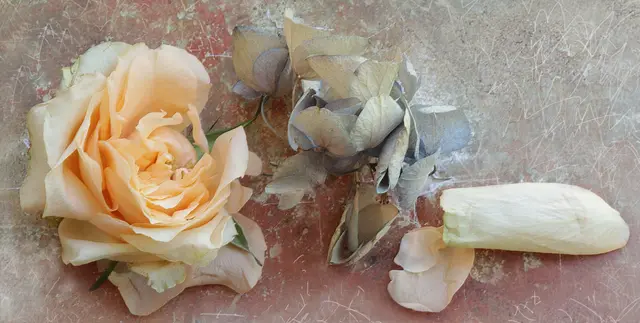 Übrigens: Hortensien und Rosen in der Blumensprache vereinen Anmut und tiefe Leidenschaft.