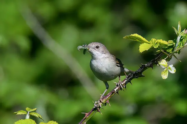 Dorngrasmücke ( Weibchen ) | Foto: Copyright Andreas Schäfer