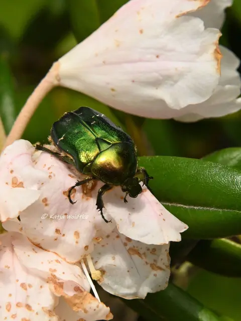 Insekten in Deutschland (Foto: Katja Woidtke)

Goldglänzende Rosenkäfer (Cetonia aurata) - entdeckt im Stadtpark Hannover | Foto: Katja Woidtke