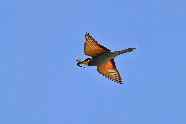 Foto: Copyright Andreas Schäfer