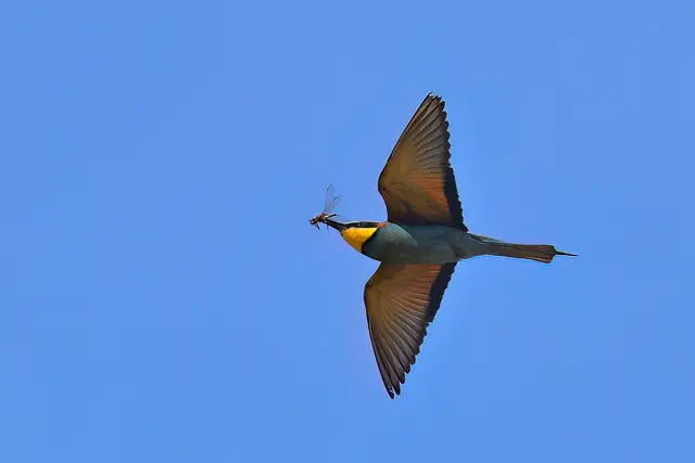Foto: Copyright Andreas Schäfer