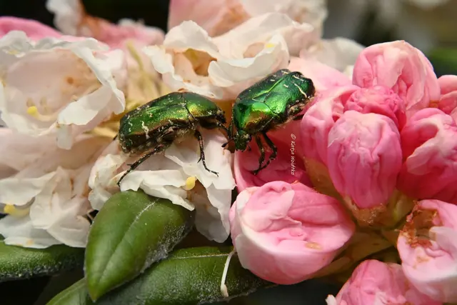 Insekten in Deutschland (Foto: Katja Woidtke)

Goldglänzende Rosenkäfer (Cetonia aurata) - entdeckt im Stadtpark Hannover | Foto: Katja Woidtke
