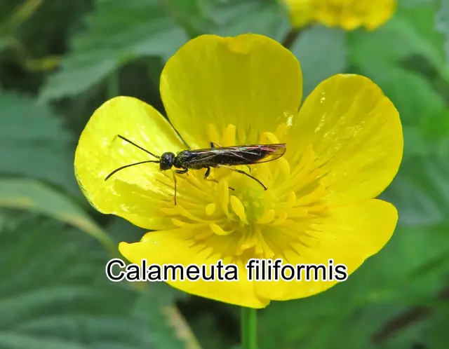 (odtN) Calameuta filiformis  Alexander Eduard Friedrich Eversmann 1847
Ordnung:	Hautflügler (Hymenoptera)
Überfamilie:	Blattwespenartige (Tenthredinoidea)
Familie:	Halmwespen (Cephidae)
Unterfamilie:	Tenthredininae
Gattung:	Calameuta
Art: Calameuta filiformis
 | Foto: GvMeegen